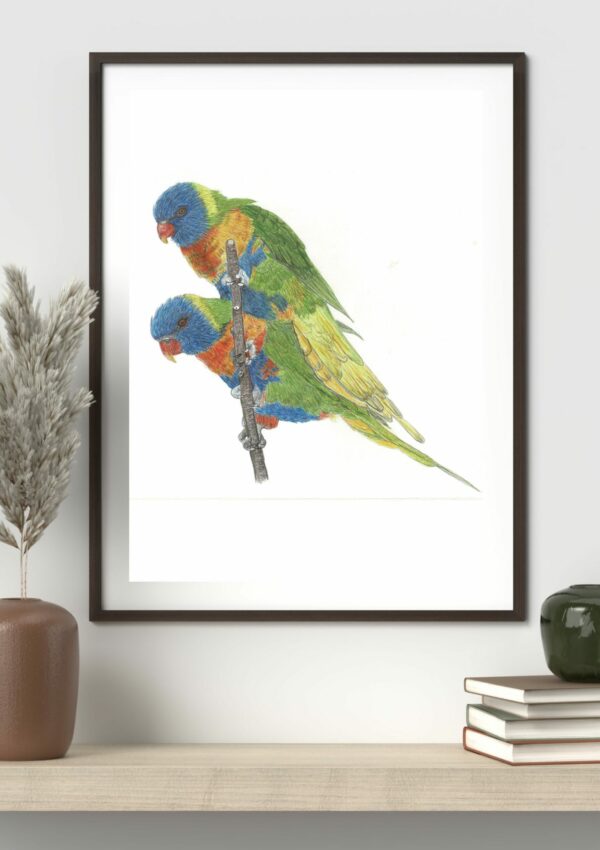 Original  252 CP Lorikeets - Image 2