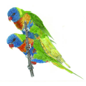 Original  252 CP Lorikeets