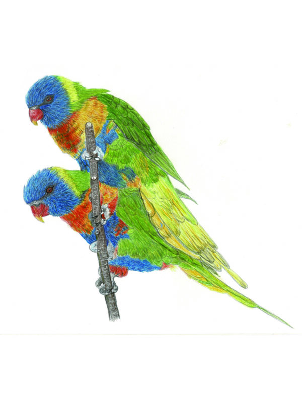 Original  252 CP Lorikeets