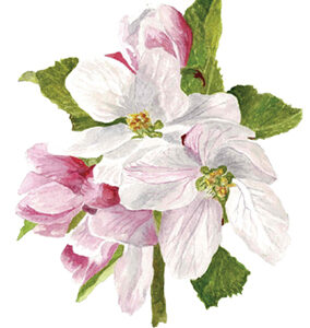 A5 ART PRINT 187 WC Apple Blossom
