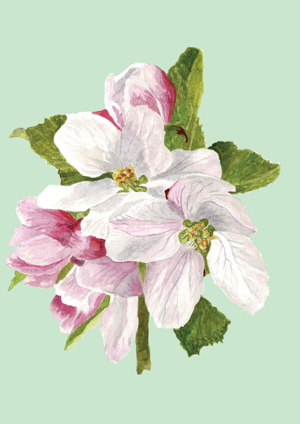 PRTCARD 186 WC Apple Blossom Green - Image 2