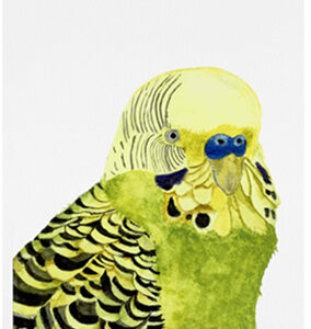 DP 185 WC Budgie