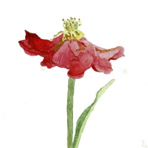 A4 ART PRINT 156 WC Faded Peony