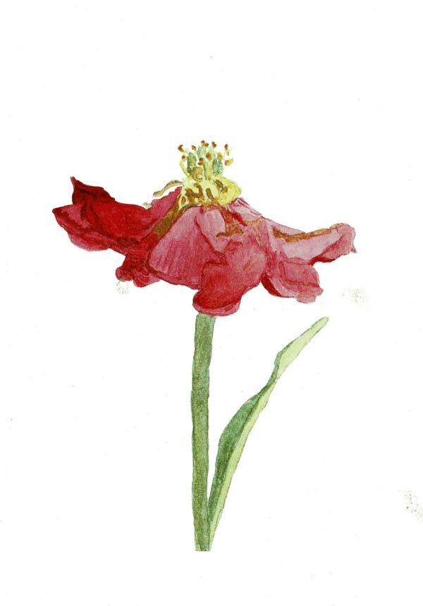 A4 ART PRINT 156 WC Faded Peony