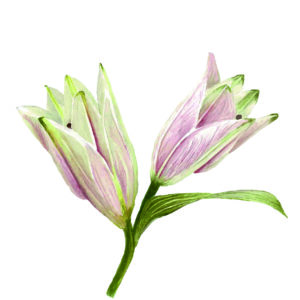 PRTCARD 155 LB WC Lily Bud