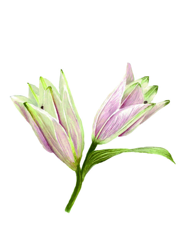PRTCARD 155 LB WC Lily Bud