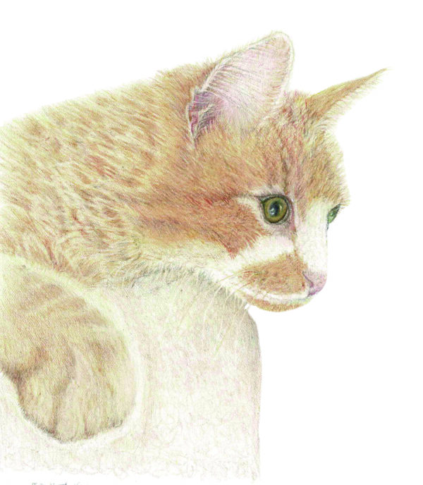 PRTCARD 180a CP Nugget - Image 2