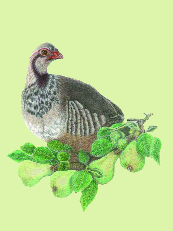 PRTCARD 181 CP - Image 2