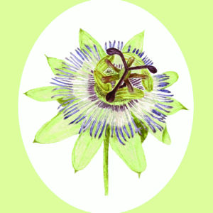 PRTCARD 253 WC Passion Flower