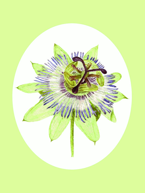 PRTCARD 253 WC Passion Flower