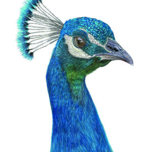 Original 246 CP Peacock