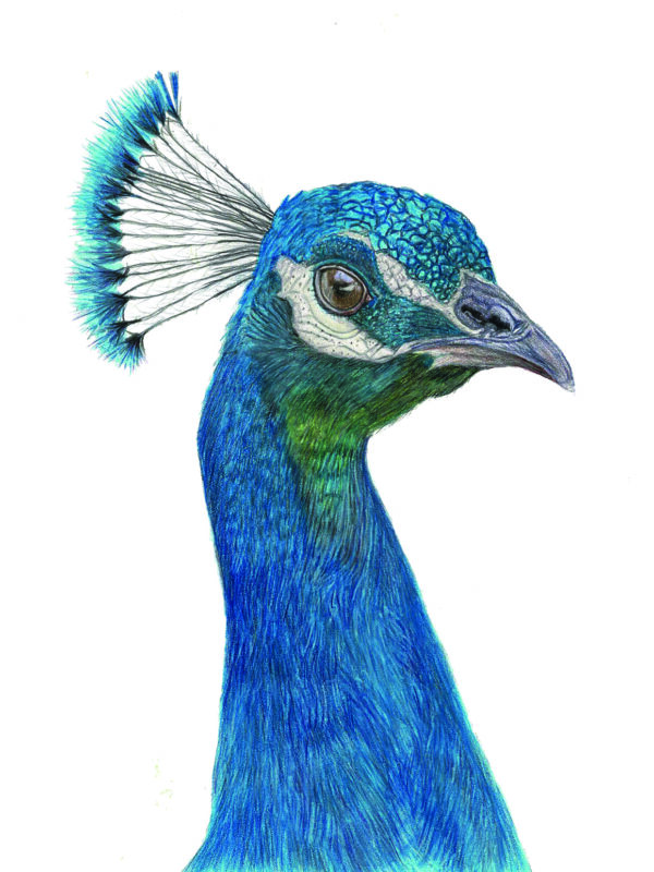 Original 246 CP Peacock