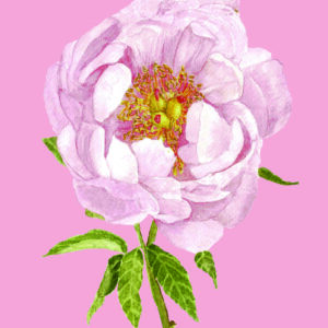 PRTCARD 163 WC Peony Blush