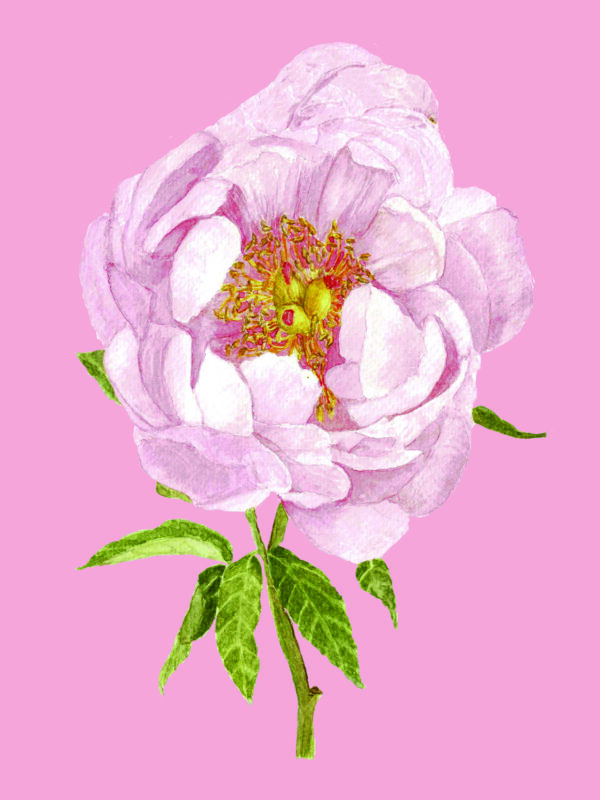 PRTCARD 163 WC Peony Blush