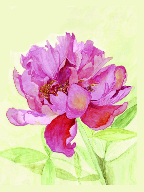PRTCARD 166 WC  Peony