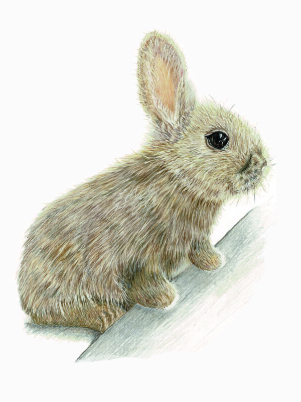 PRTCARD 189 CP Peter Rabbit - Image 2