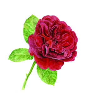 PRTCARD 183 WC Red Rose