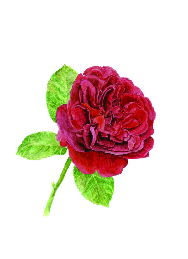 PRTCARD 183 WC Red Rose