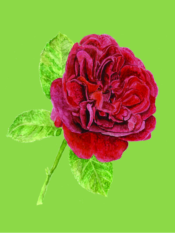 PRTCARD 185 Red Rose (Green) - Image 2