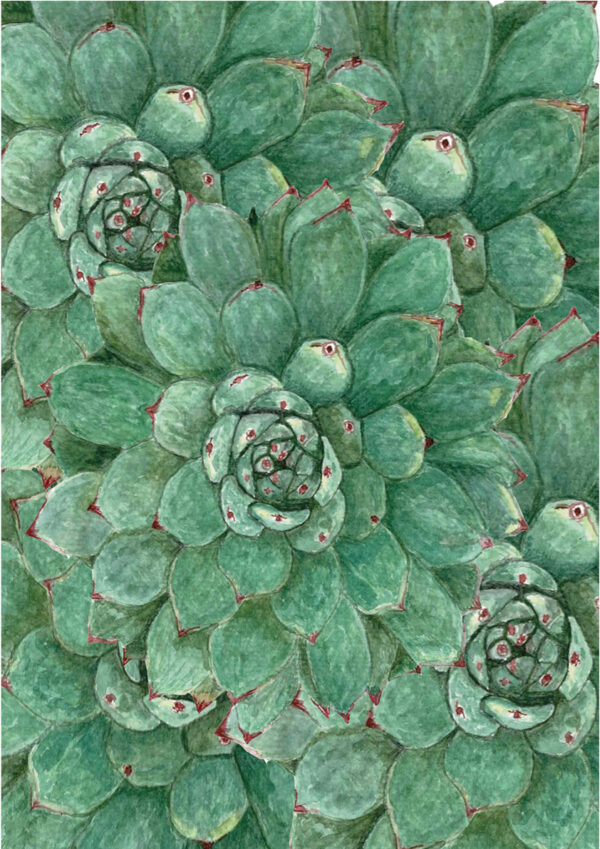 A5 ART PRINT 157 WC Succulent